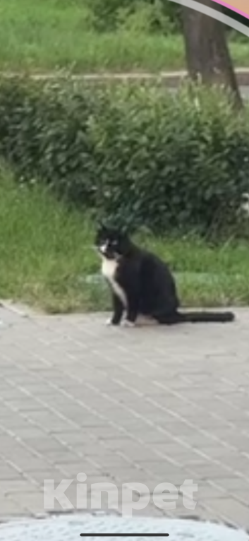 Кошки в Санкт-Петербурге: Котик/кошка ищет хозяев Девочка, Бесплатно - фото 1