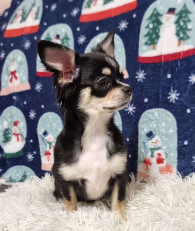 Собаки в Наро-Фоминске: подросток чихуахуа девочка Девочка, 80 000 руб. - фото 3