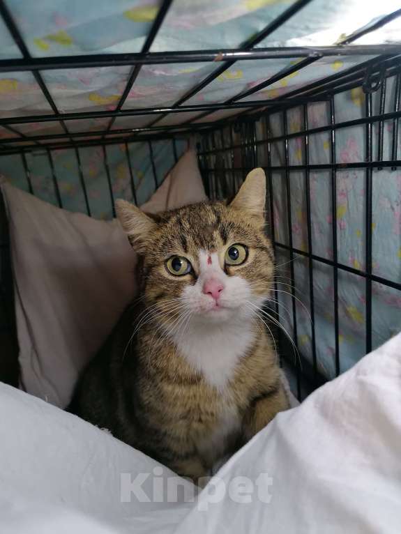 Кошки в Санкт-Петербурге: Кошка в добрые руки Девочка, Бесплатно - фото 3