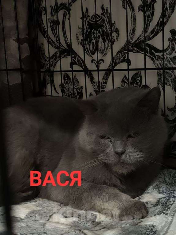 Кошки в Нижнем Новгороде: Потерялся кот 22 января , ищу кота Мальчик, Бесплатно - фото 1