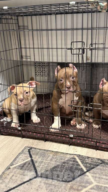 Собаки в Кирове: Американские булли Разнополые, 100 000 руб. - фото 1