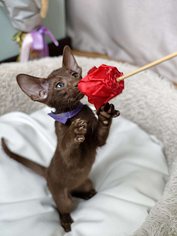 продаются ориентальные котята