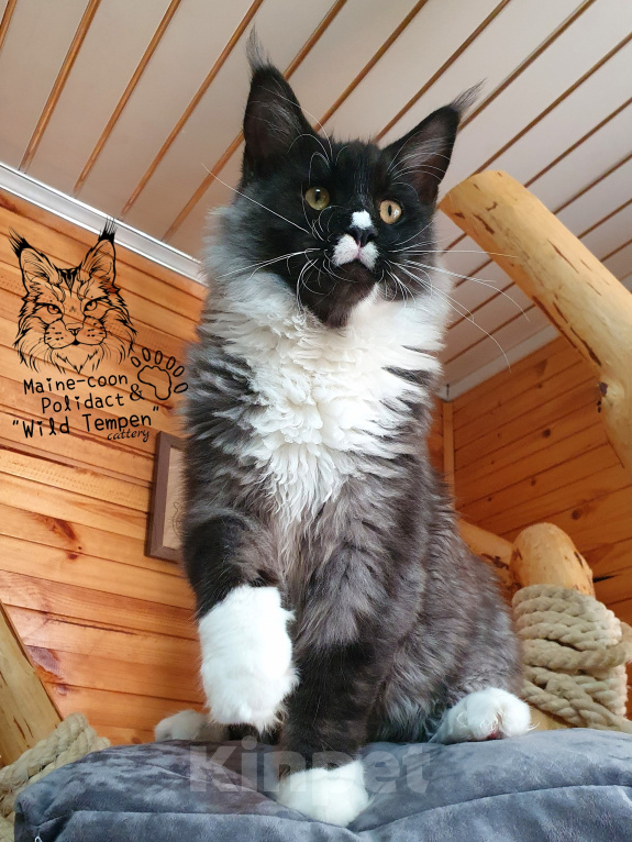 Кошки в Иваново: Котенок мейн-кун Мальчик, 60 000 руб. - фото 2