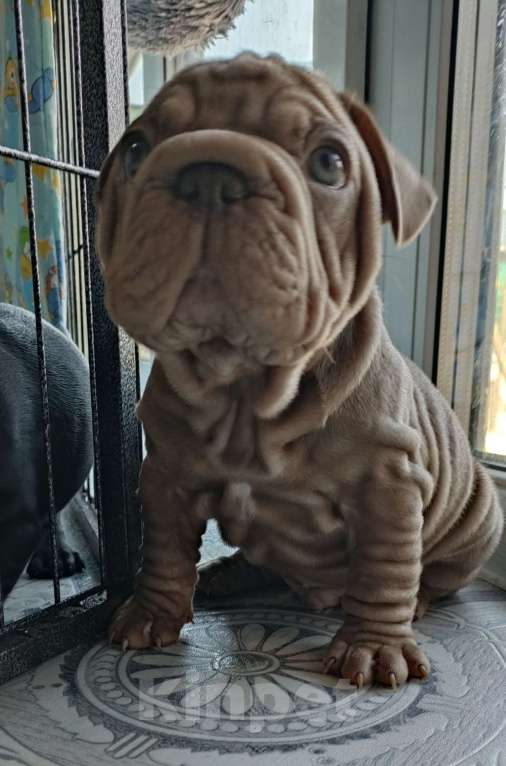 Собаки в Красногорске: Щенок французского бульдога бигропп Мальчик, 280 000 руб. - фото 4