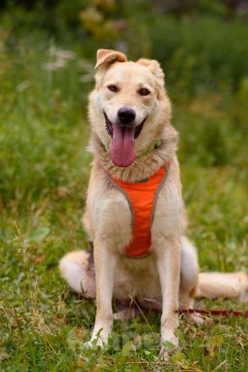 Собаки в Москве: Лада Девочка, Бесплатно - фото 4