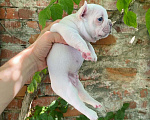 Собаки в Краснодаре: Кремовый красотулик Мальчик, 80 000 руб. - фото 2