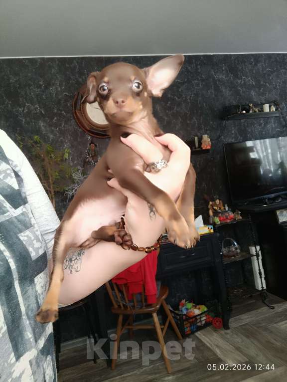 Собаки в Москве: Шоко мальчик  Мальчик, 40 000 руб. - фото 3