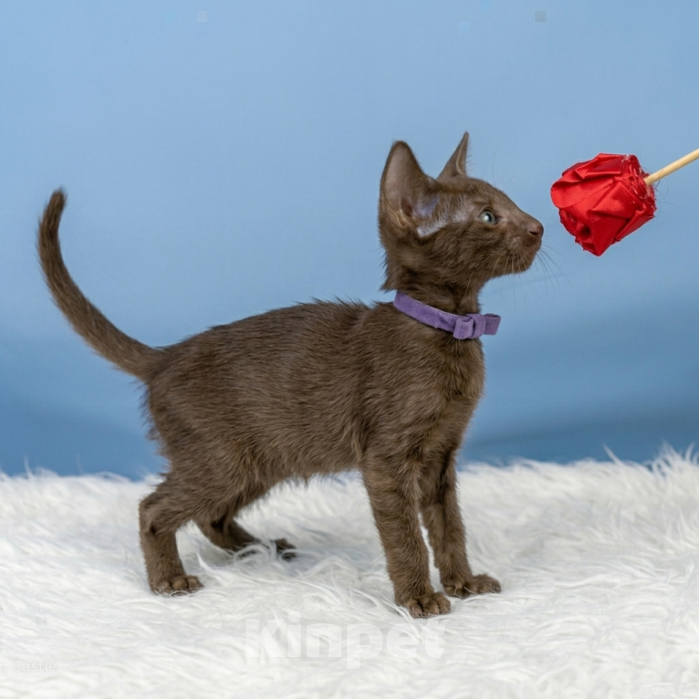 Кошки в Владивостоке: продаются котята ориентальной породы Мальчик, 30 000 руб. - фото 4