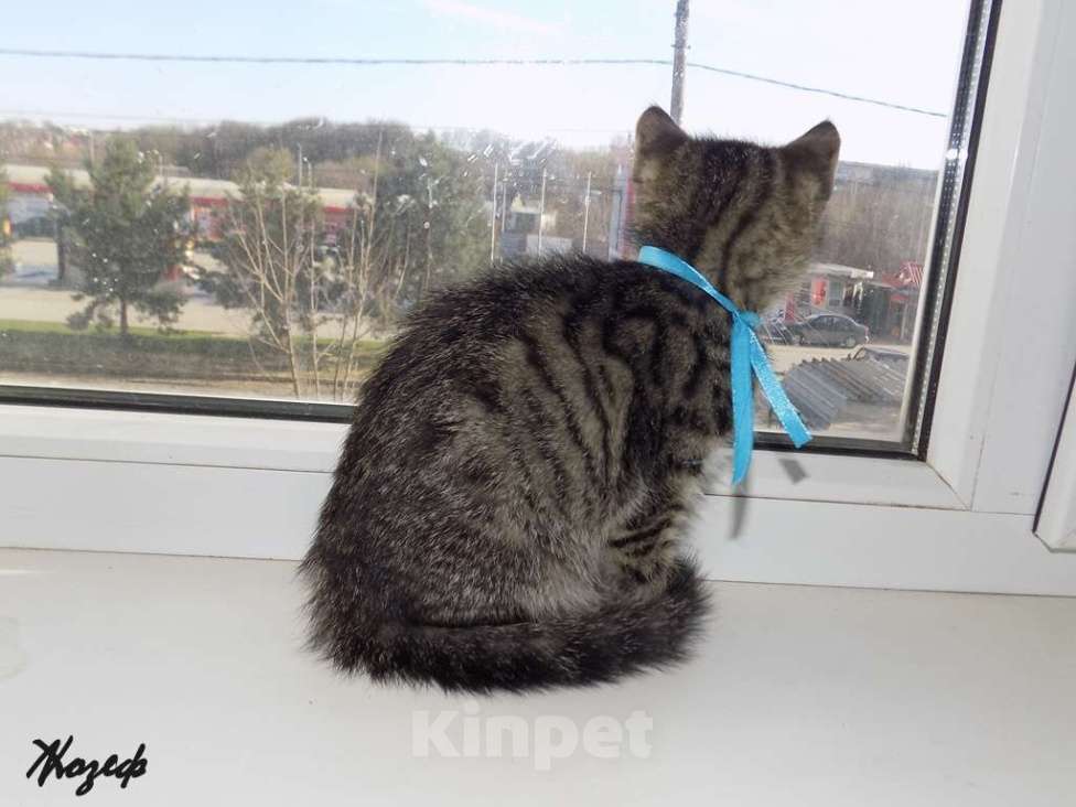 Кошки в Москве: Шотландский короткошерстный прямоухий мальчик Мальчик, 9 000 руб. - фото 2