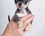 Собаки в Люберцах: Чихуахуа голубой с подпалом Мальчик, 90 000 руб. - фото 1