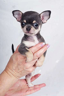 Чихуахуа голубой с подпалом