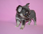 Собаки в Москве: Teacup chihuahua Девочка, 100 000 руб. - фото 2