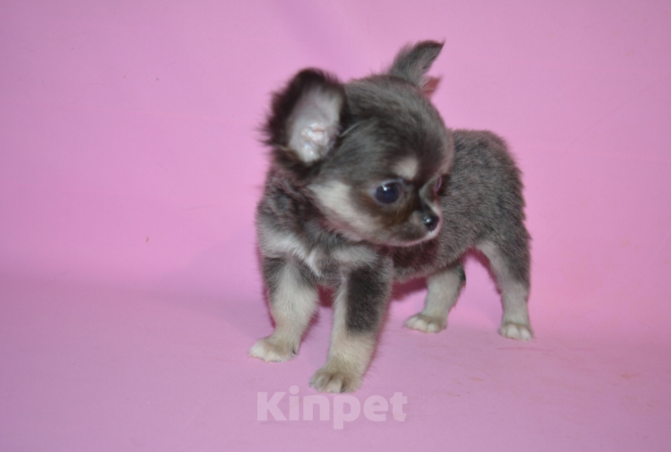 Собаки в Москве: Teacup chihuahua Девочка, 100 000 руб. - фото 2
