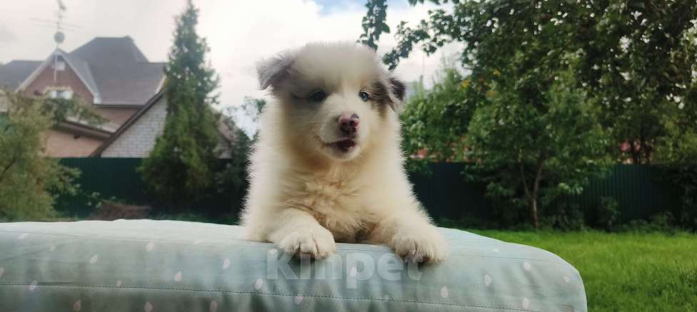 Собаки в Домодедово: Щенок Австралийской овчарки  Девочка, 60 000 руб. - фото 6