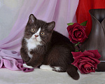 Кошки в Санкт-Петербурге: Британский котик шоколадный биколор Мальчик, 40 000 руб. - фото 5