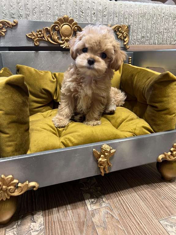 Собаки в Москве: Мини мальчик мальтипу ф1 Мальчик, 100 000 руб. - фото 2