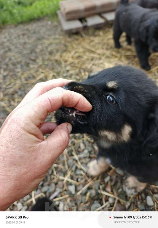 Собаки в Медногорске: Уникальная девочка тувинка щенок тувинской овчарки. Девочка, 12 000 руб. - фото 2