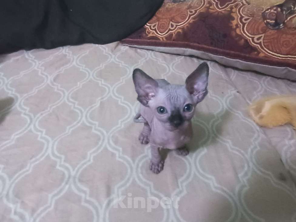 Кошки в Рязани: Котёнок Y Сфинкс Мальчик, 6 000 руб. - фото 3