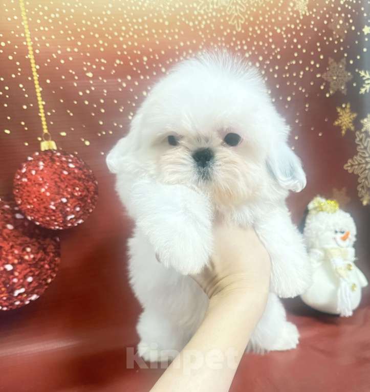 Собаки в Смоленске: Мини малыш  Мальчик, 100 000 руб. - фото 1