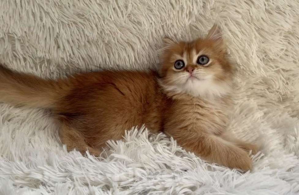 Кошки в Москве: Необыкновенно красивый малыш Мальчик, 40 000 руб. - фото 4