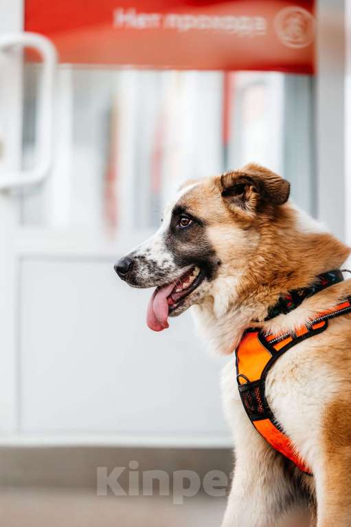 Собаки в Москве: Безбилетный Сапсан Мальчик, Бесплатно - фото 5