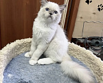 Кошки в Москве: Мальчишка 3 месяца Мальчик, 35 000 руб. - фото 2