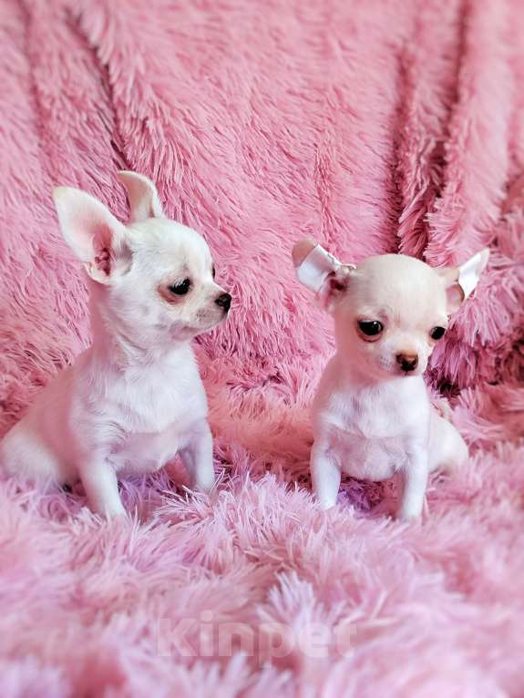 Собаки в Москве: Молочные конфетки Девочка, 30 000 руб. - фото 2