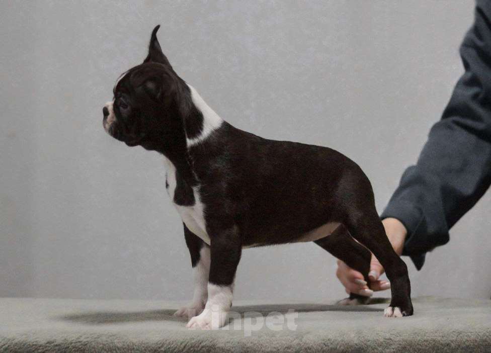 Собаки в Омске: Девочка бостон терьер Девочка, 80 000 руб. - фото 2