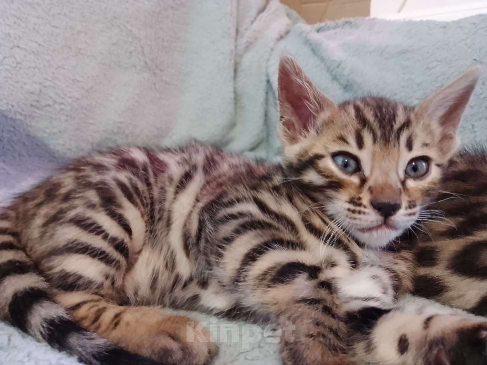 Кошки в Санкт-Петербурге: Бенгальская кошечка Девочка, 55 000 руб. - фото 3