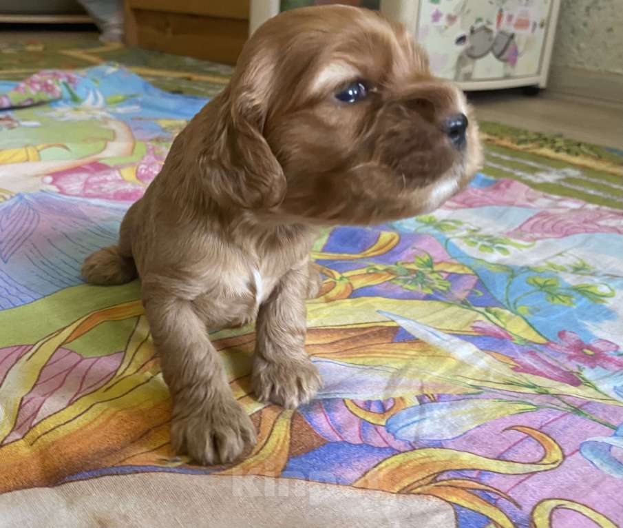 Собаки в Барнауле: Продам щенка Девочка, 20 000 руб. - фото 3