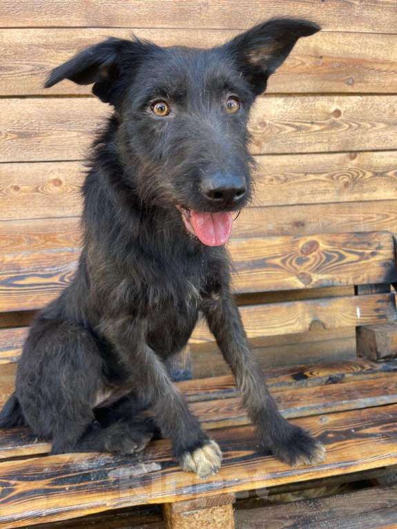 Собаки в Владимире: Собака бесплатно Девочка, Бесплатно - фото 10