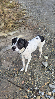 Найдена собака