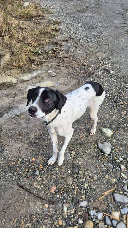 Собаки в Сочи: Найдена собака Мальчик, Бесплатно - фото 1