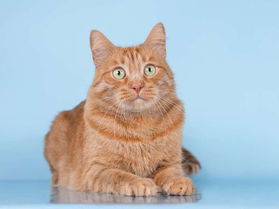 Кошки в Москве: Ярко-рыжий ласковый кот Персей в добрые руки Мальчик, Бесплатно - фото 1