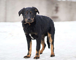 Собаки в Москве: Красавец и сердцеед Данте ждет семью в приюте, 4 мес Мальчик, Бесплатно - фото 3