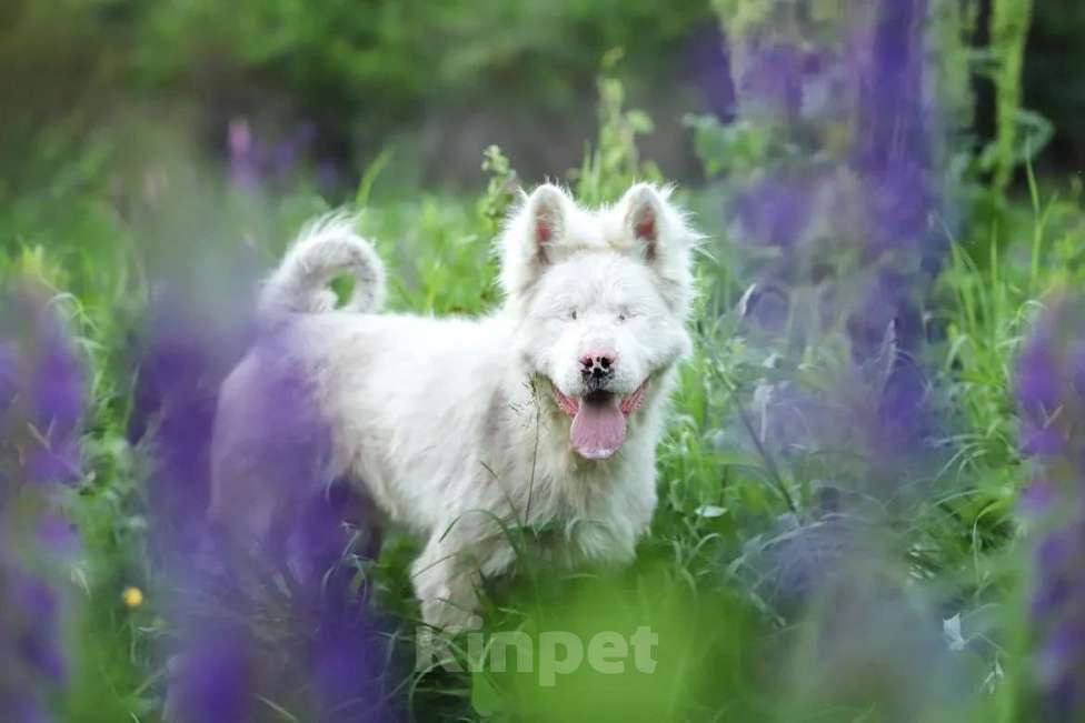 Собаки в Москве: Особенный Белоснежный Медведь Сачико породы Американская Акита в дар Мальчик, Бесплатно - фото 1