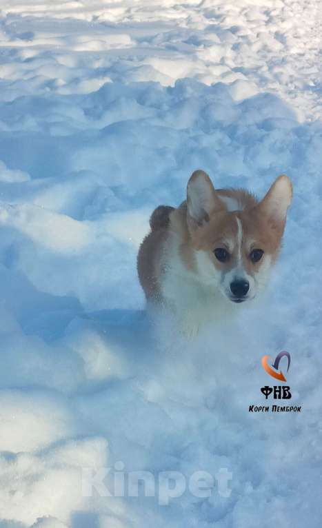 Собаки в Москве: Девочка сказка Вельш корги пемброк  Девочка, 55 000 руб. - фото 2