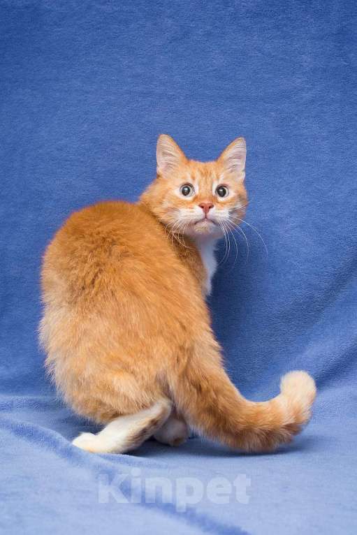 Кошки в Москве: Мультяшный кот Бонифаций  Мальчик, Бесплатно - фото 6