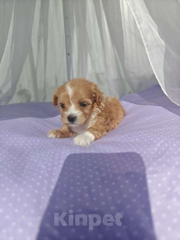 Собаки в Москве: Мальтипу девочка мелкий стандарт  Девочка, 150 000 руб. - фото 2