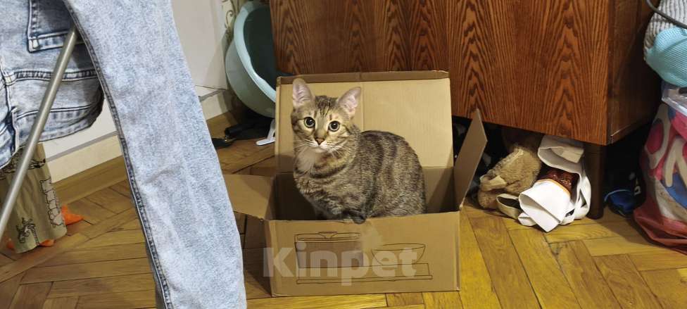 Кошки в Санкт-Петербурге: Кошка Юки, отдаю в добрые руки Девочка, Бесплатно - фото 7