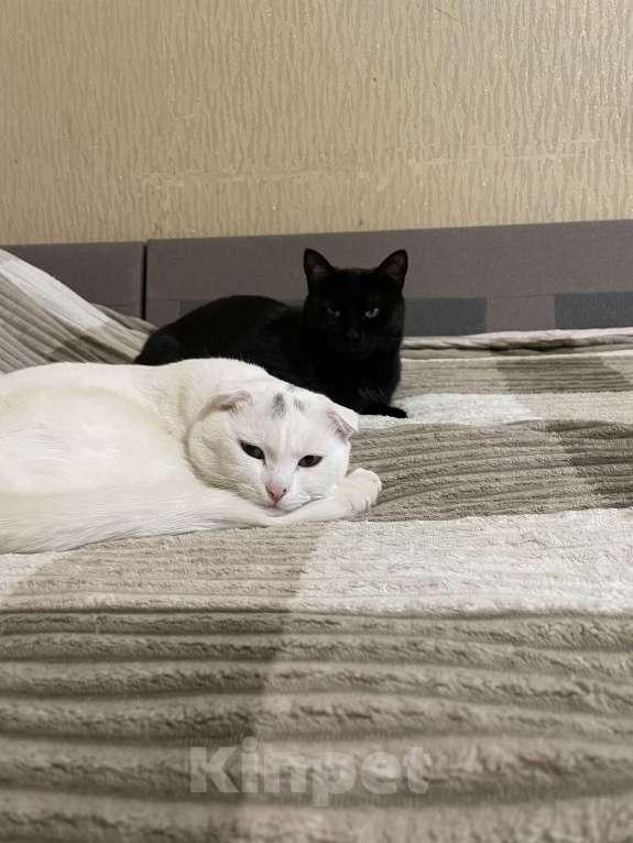 Кошки в Ставрополе: Отдам кота в добрые руки,спокойный очень ласковый,приучен к лотку Мальчик, Бесплатно - фото 2