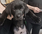 Собаки в Пятигорске: Лабрадор щенки чёрные  Мальчик, 25 000 руб. - фото 2
