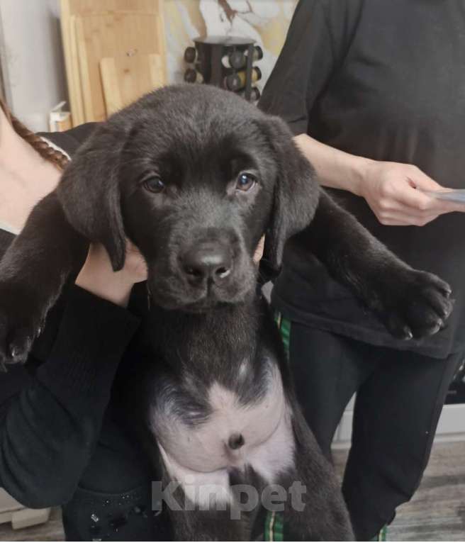 Собаки в Пятигорске: Лабрадор щенки чёрные  Мальчик, 25 000 руб. - фото 2