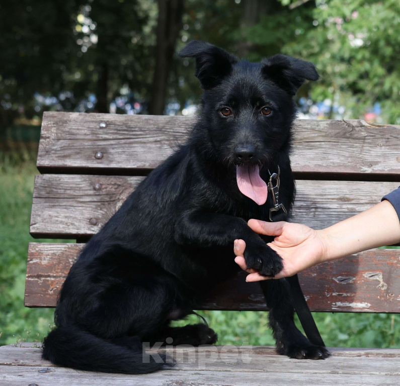 Собаки в Москве: Собака бесплатно Москва Мальчик, Бесплатно - фото 2
