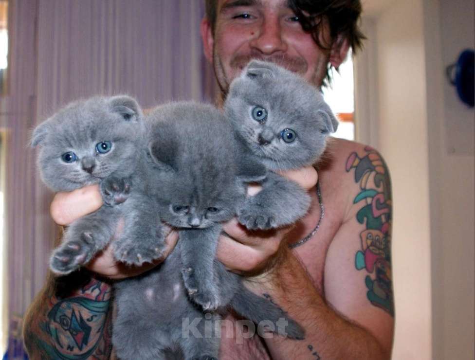 Кошки в Коломне: Полидактильные шотландцы из Канады Мальчик, 40 000 руб. - фото 5