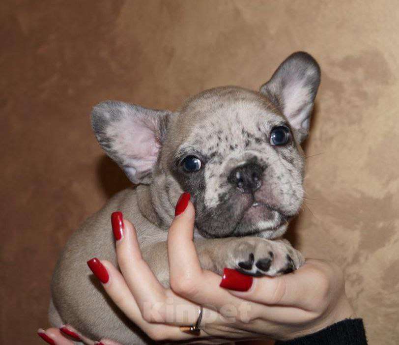 Собаки в Саратове: Мальчик мерле Мальчик, 50 000 руб. - фото 4