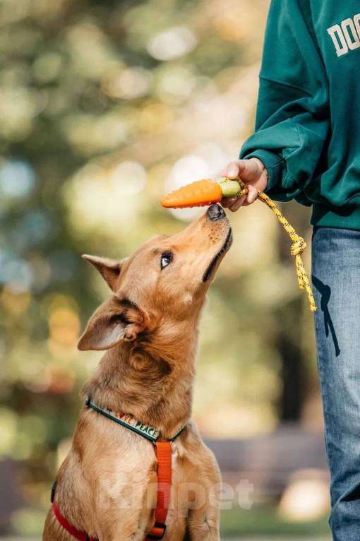 Собаки в Москве: Лион- один на миллион ♥️ Мальчик, Бесплатно - фото 4