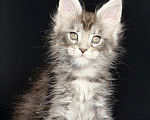 Кошки в других городах Московской области: Кокетка в серебряной шубке Девочка, 30 000 руб. - фото 4