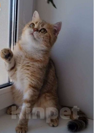 Кошки в Дзержинске: Кошечка золотая шиншилла Девочка, 1 000 руб. - фото 2