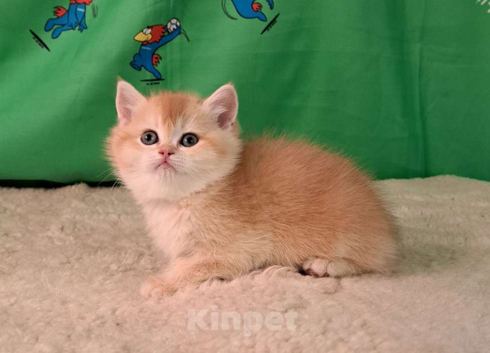 Кошки в Москве: Котик золотая шиншила  Мальчик, 70 000 руб. - фото 7